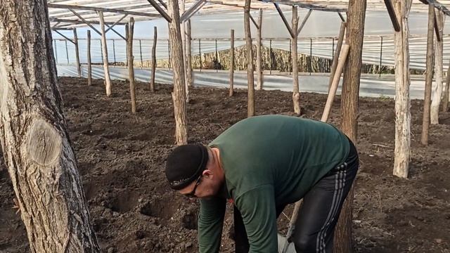 Высадка малины в балаган. Биопрепараты. смотреть онлайн