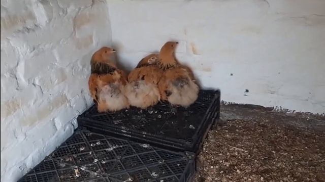 Везде обман? Куриная слепота? Купила породистых кур Маран и Брама смотреть онлайн