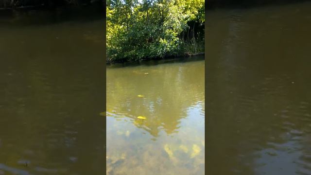 Лещ на поплавок. смотреть онлайн