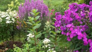 Приглашаю вас на прогулку по саду с цветущими флоксами