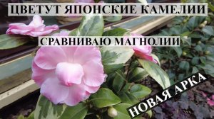ЦВЕТУТ ЯПОНСКИЕ КАМЕЛИИ / СРАВНЕНИЕ МАГНОЛИЙ / Новая АРКА / ОБЗОР САДА / ЮЖНЫЙ САД ПРОСЫПАЕТСЯ