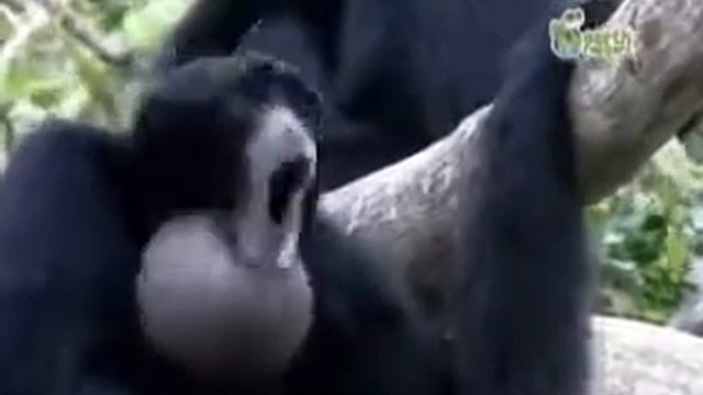 Как 18 век смотреть онлайн