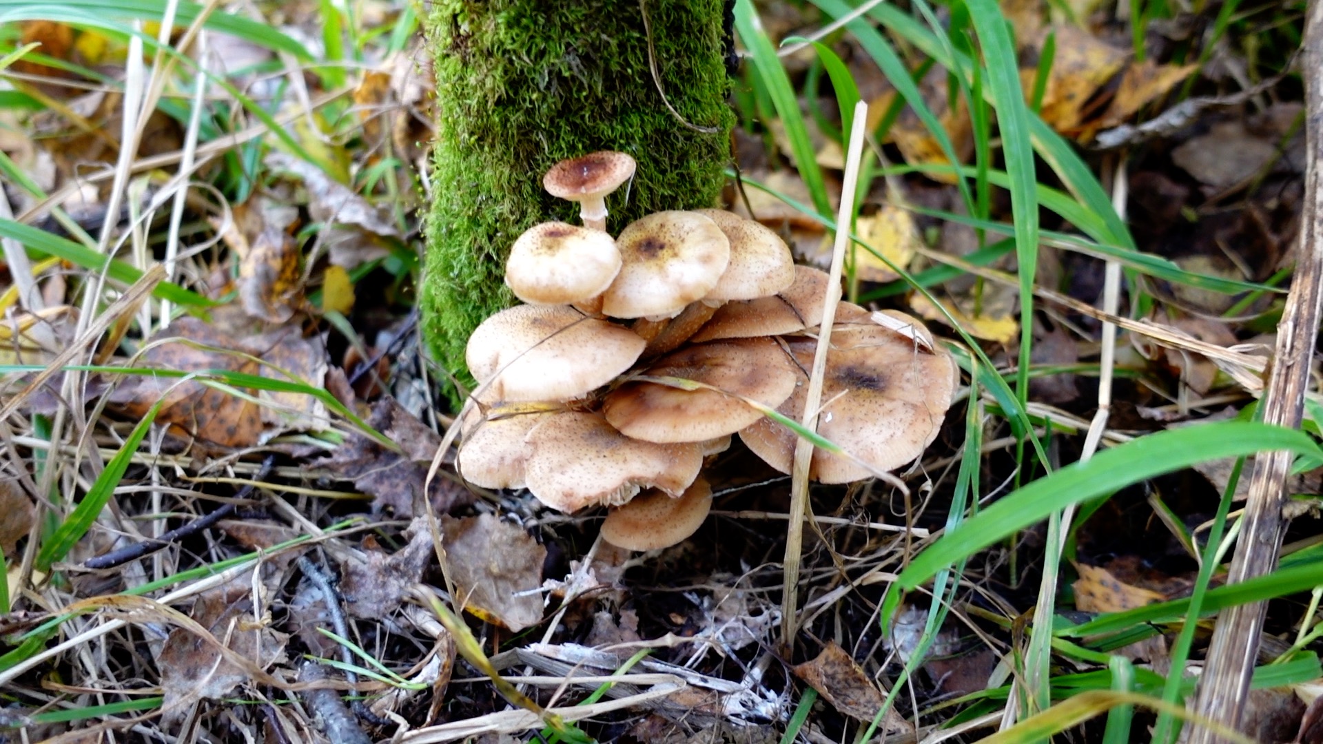 СОБИРАЕМ ГРИБЫ | О КЕДРОВЫХ ОРЕХАХ | КАК ВЫБРАТЬ СУШИЛЬНУЮ МАШИНУ? смотреть онлайн