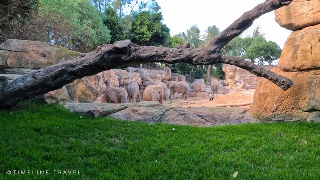 BIOPARC VALENCIA 2023 Walking Tiny Tour | Valencia Spain | Visit the zoo park BioParc!!! смотреть онлайн