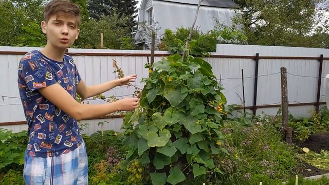 ЧТО РАСТЕТ НА ОГОРОДЕ?/ урожайный огород/ дача. смотреть онлайн