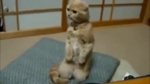 Как кот на пылесосе катался и другие смешные кошки.