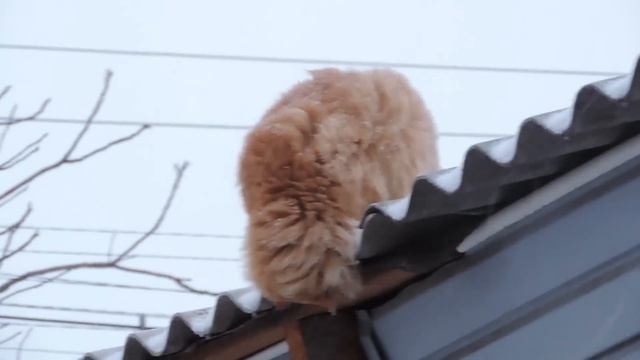 Brave cat named Solnyshko hunting in a snowstorm Зимняя охота кошки Солнышко смотреть онлайн