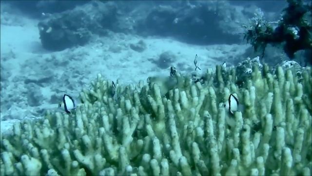 Komodo или хроники дайвинга, Scuba diving adventure, exploring смотреть онлайн