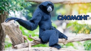 Голоса и звуки животных Азии. Часть 1