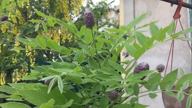 Глициния и Бобовник 14 мая 2018 смотреть онлайн