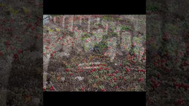 Всем друзьям прииска Красноармейский.⭐️37⭐️Любимая Чукотка-3. ⭐️Через годы, через расстояния.. смотреть онлайн