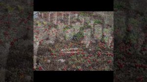 Всем друзьям прииска Красноармейский.⭐️37⭐️Любимая Чукотка-3. ⭐️Через годы, через расстояния..