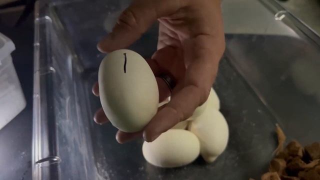 Clutch 6 Ball Python Egg Pulling смотреть онлайн