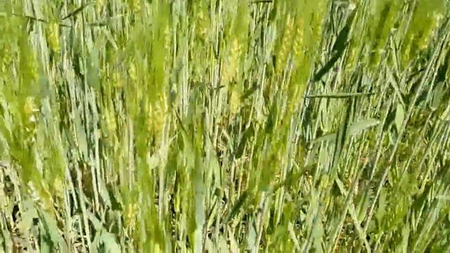 Зерновые культуры-(1), 11.05.2015 смотреть онлайн