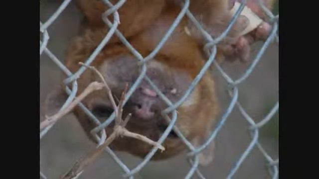 Carnivore Preservation Trust смотреть онлайн
