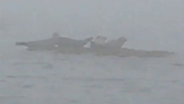 Thorofare Harbor Seals смотреть онлайн