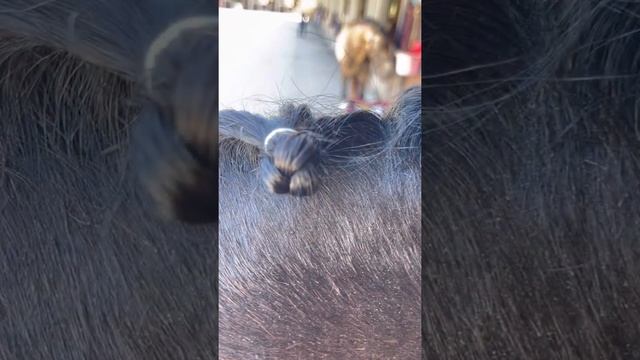 Как заплести гриву коню,быстрый способ.Шишечки для лошади.Жидкая грива смотреть онлайн