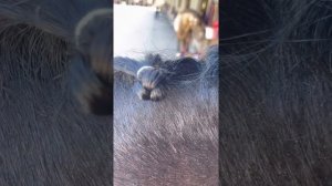 Как заплести гриву коню,быстрый способ.Шишечки для лошади.Жидкая грива