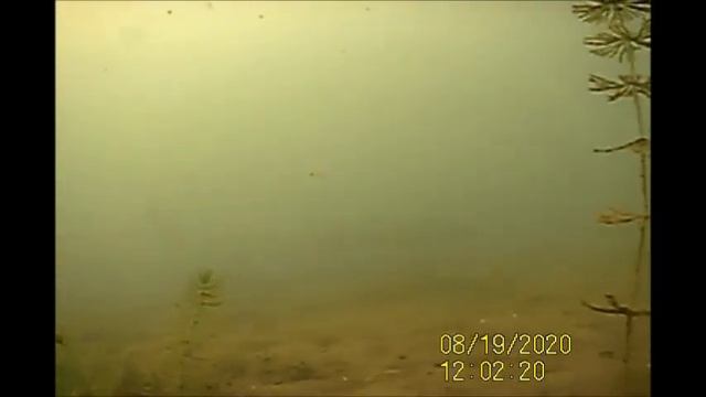 Репортаж со дна озера Плещеево 2. Лето смотреть онлайн