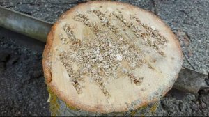 Как вырастить грибы ВЕШЕНКИ на ПНЯХ (чурках)