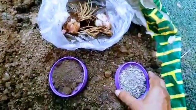 876🌿🥀आज का काम, लिलीयम बल्ब ,ग्लैडियोलस बल्ब ,गुलदाउदी ,repotting , Soil Mix , Pot Size, Care