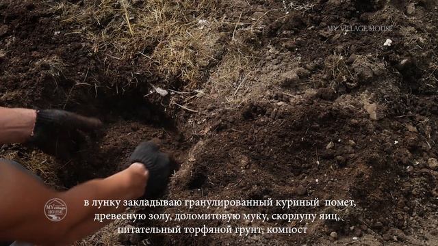 ПОСАДКА ТОМАТОВ в теплице. ЧТО КЛАСТЬ в лунку при посадке?