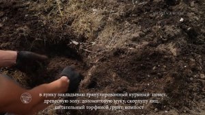 ПОСАДКА ТОМАТОВ в теплице. ЧТО КЛАСТЬ в лунку при посадке?