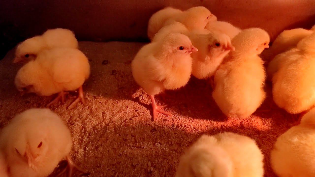 Суточные цыплята Бройлер Росс 308 Чехия смотреть онлайн