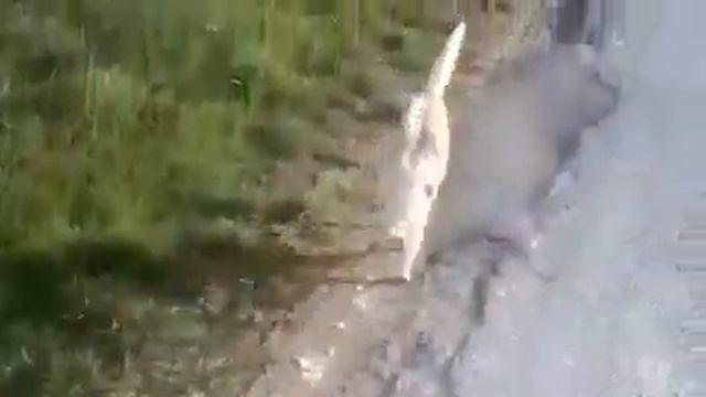 غريب قط يمشي على يديه - un chat marche sur les deux mains смотреть онлайн