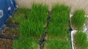 Гидропоника- зеленый корм зимой!Кролики довольны!