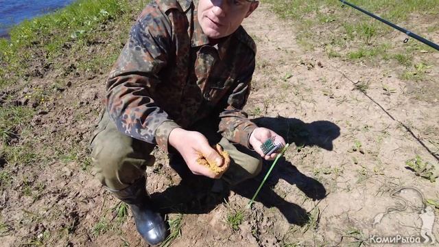Один день на берегу Сысолы. Рыбалка с друзьями среди коров в Республике Коми смотреть онлайн