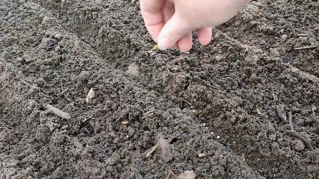 Простой и проверенный способ посева томатов для открытого грунта! смотреть онлайн