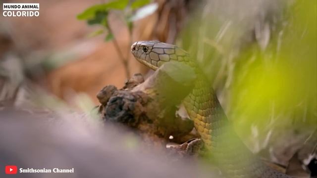 Apavorante! Cobras Venenosas, Por Sua Vez, Matam Os Leões Com Mordidas Terríveis | Mundo Animal смотреть онлайн