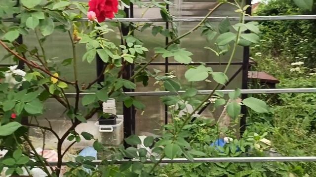 СЕРЕНАДА СЕВЕРНЫХ САДОВ. РОЗЫ ЛЕНОБЛАСТИ. Вертикальное озеленение участка. смотреть онлайн