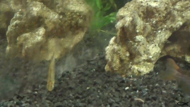 Карликовый меченосец или меченосец пигмей - Xiphophorus pygmaeus смотреть онлайн