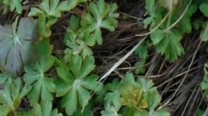 ГЕРАНЬ САДОВАЯ МНОГОЛЕТНЯЯ