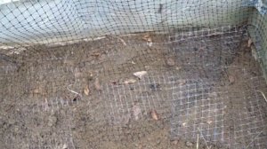 Каштан съедобный из семян в ВАШЕМ климате!