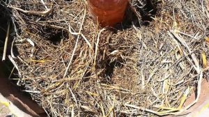 Как вырастить Ранние огурцы. Огурцы в бочке.