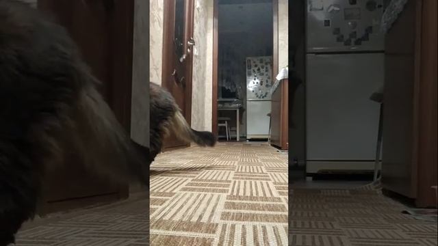 Наша кошка зовёт своих малышей, которые давно потерялись.