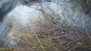 охота на бобра с ягдтерьером