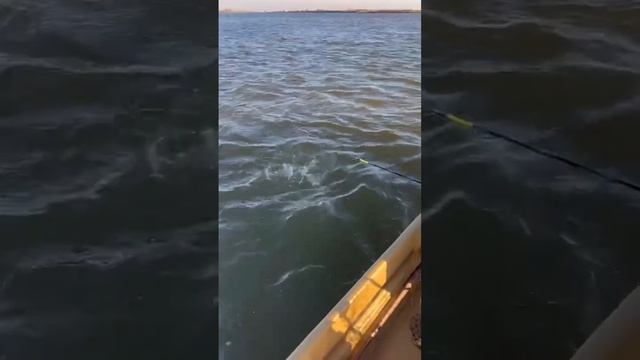 Астрахань рыбалка база отдыха лоцман . Рыбалка огонь ?