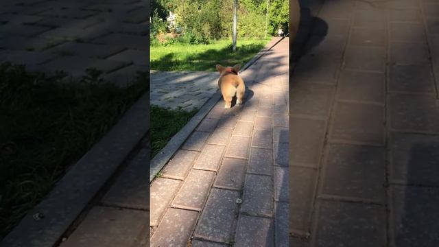 Знакомьтесь, это Варя смотреть онлайн