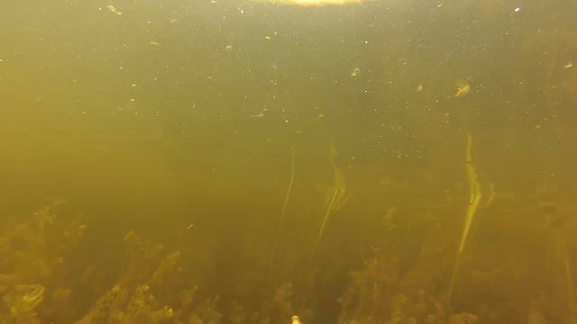 Подводная охота в гостевом доме "Чайка" 1 смотреть онлайн