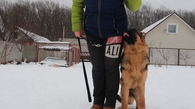 Итог трёхдневного пансиона//Арчи щенок 5 месяцев//снятие агрессии, социализация//игровой тренинг смотреть онлайн
