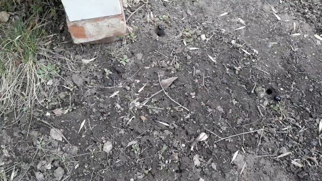 Как бороться с жуком листорезом, чёрным, стригуном смотреть онлайн