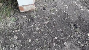 Как бороться с жуком листорезом, чёрным, стригуном