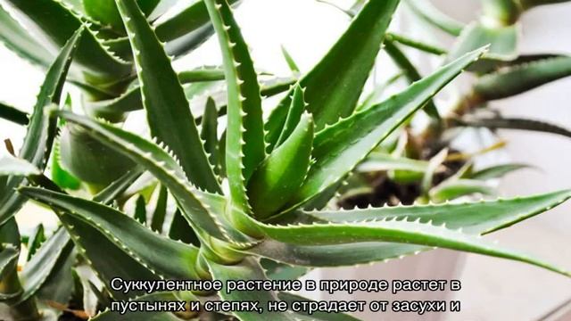 Как цветет алоэ в условиях домашнего содержания