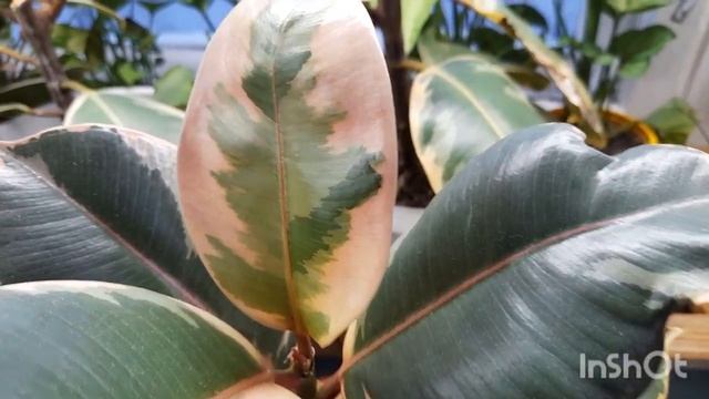 Фикусы Белиз и Тинеке, обзор ч.2