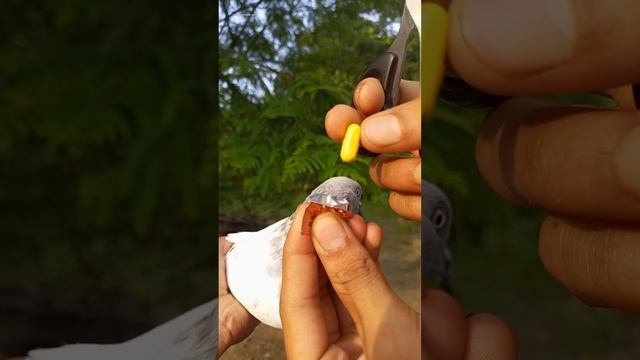 Pigeon ? treatment ? || #shorts #trending #pigeon смотреть онлайн