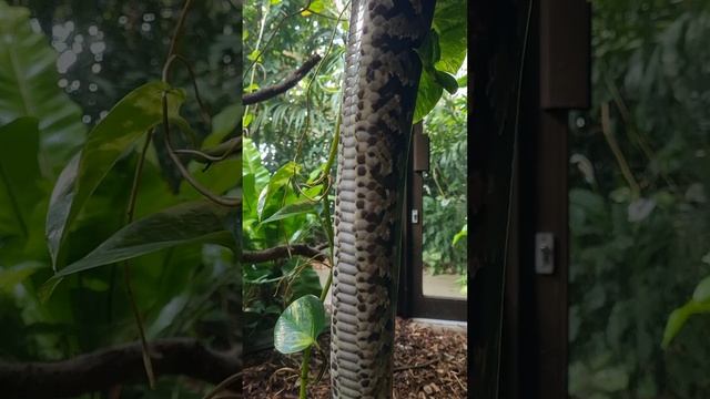 How long is Clyde the Burmese Python at Plantasia Tropical Zoo? ?? Let's find out! смотреть онлайн